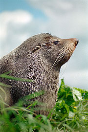 Picture 'Nz1_09_03 Fur Seal, New Zealand Fur Seal, New Zealand, Kaikoura'